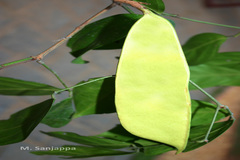 Humboldtia sanjappae